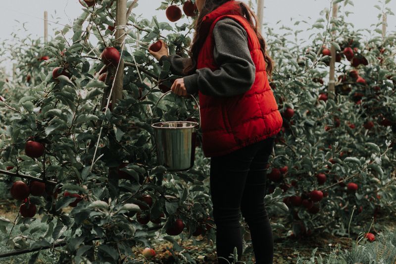 Is There Apple Picking in Texas?