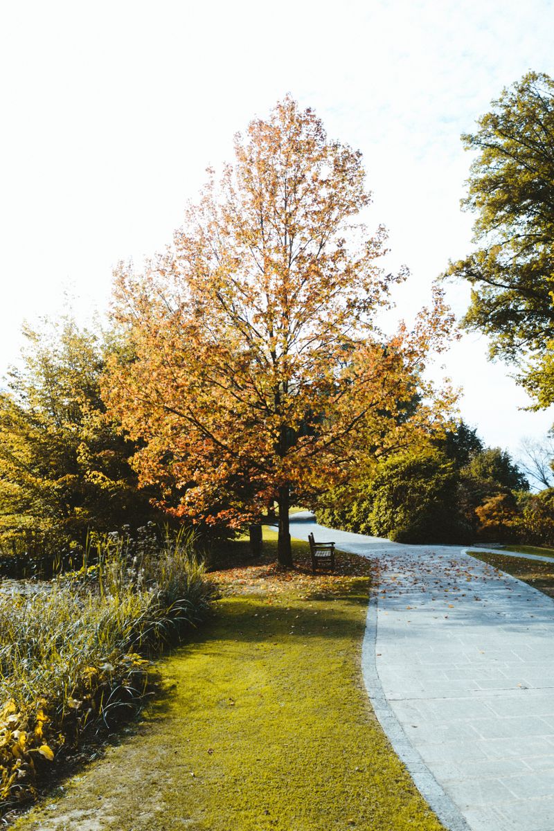 Driving & Walking Around The Woodlands